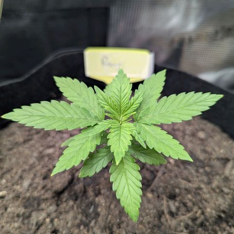 Royal Cheese growlog timeline photo