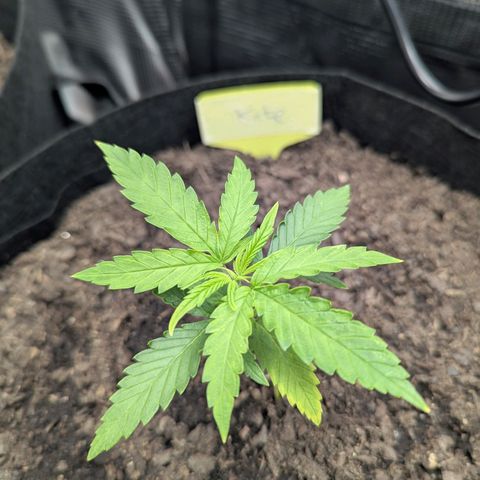 Special Kush #1 growlog timeline photo