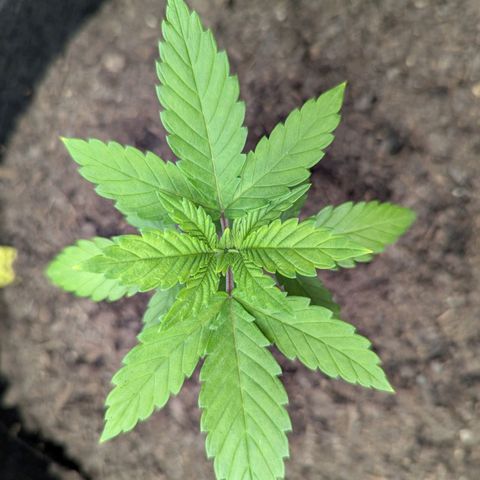 Special Kush #1 growlog timeline photo