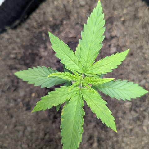 Royal Cheese growlog timeline photo