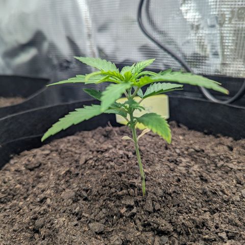 Special Kush #1 growlog timeline photo