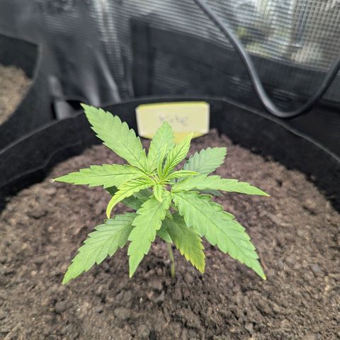 Special Kush #1 growlog timeline photo