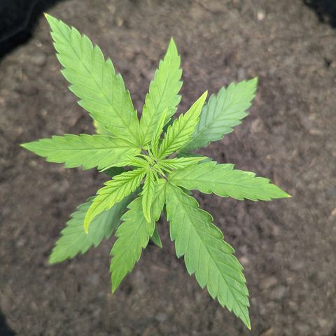Special Kush #1 growlog timeline photo