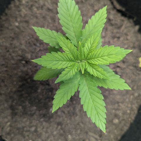 Royal Cheese growlog timeline photo
