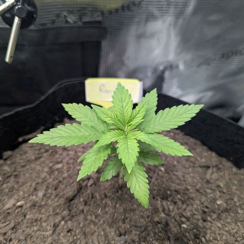 Royal Cheese growlog timeline photo
