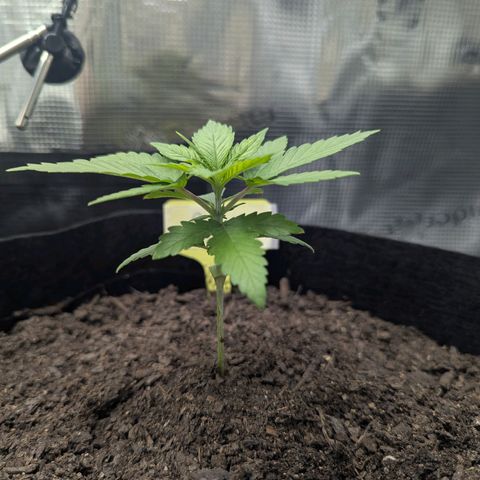 Royal Cheese growlog timeline photo