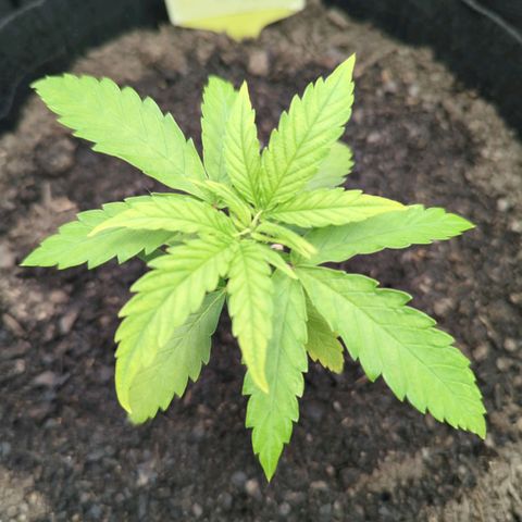 Special Kush #1 growlog timeline photo