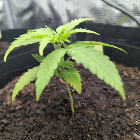 Special Kush #1 growlog timeline photo