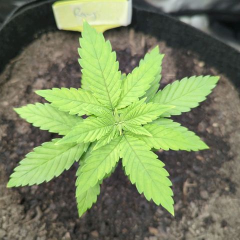 Royal Cheese growlog timeline photo