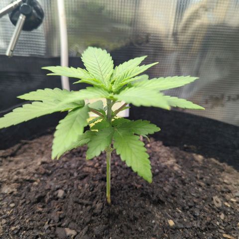 Royal Cheese growlog timeline photo