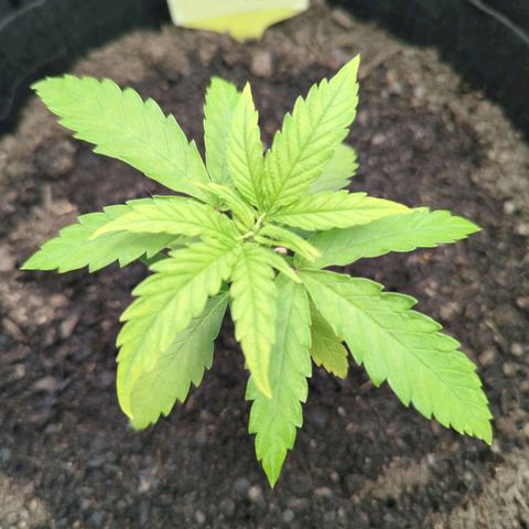 Special Kush #1 growlog timeline photo