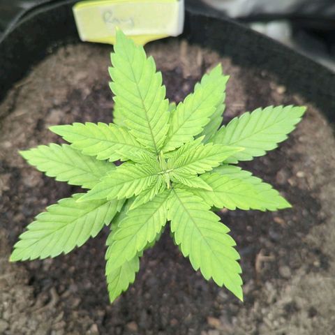 Royal Cheese growlog timeline photo