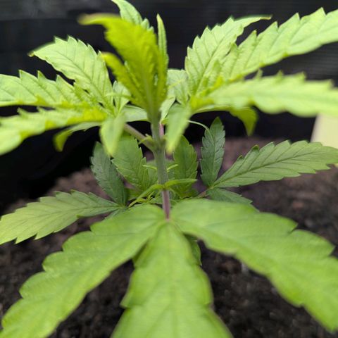 Special Kush #1 growlog timeline photo
