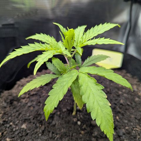 Special Kush #1 growlog timeline photo