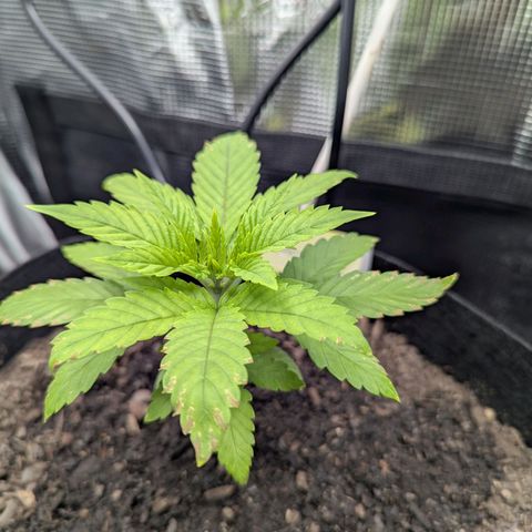 Royal Cheese growlog timeline photo
