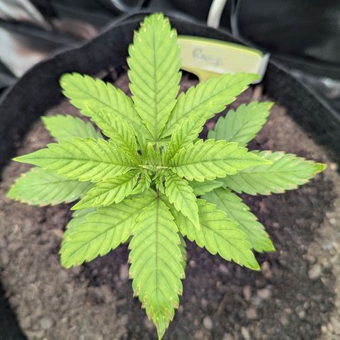 Royal Cheese growlog timeline photo