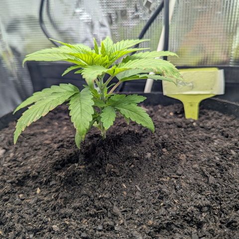 Royal Cheese growlog timeline photo