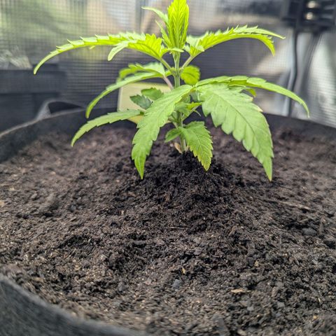 Special Kush #1 growlog timeline photo