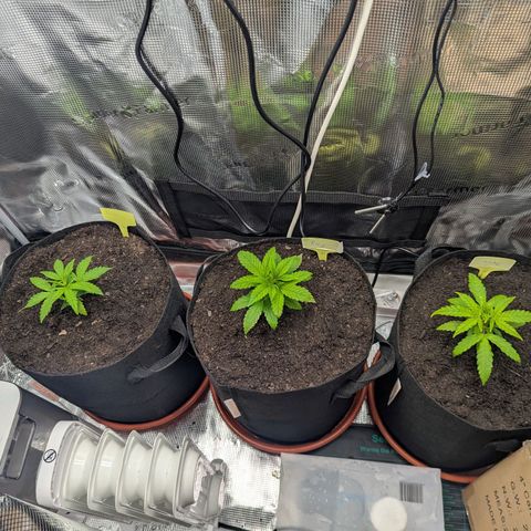 Special Kush #1 growlog timeline photo