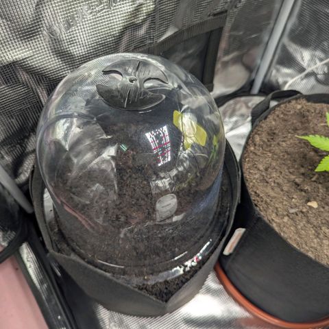 Blue Cheese Automatic growlog photo: Bit of a squeeze in there. Have moved some things around. Need another plate to drain the pot but should be ok for now. I'm hopeful this one will grow better than the others from all of the mistakes I've learned from. 