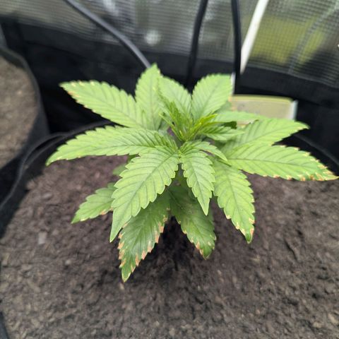 Royal Cheese growlog timeline photo