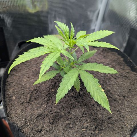 Special Kush #1 growlog timeline photo