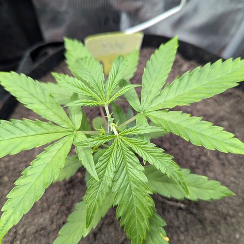 Special Kush #1 growlog timeline photo