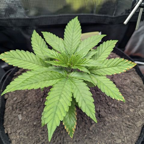 Royal Cheese growlog timeline photo