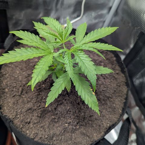 Special Kush #1 growlog timeline photo