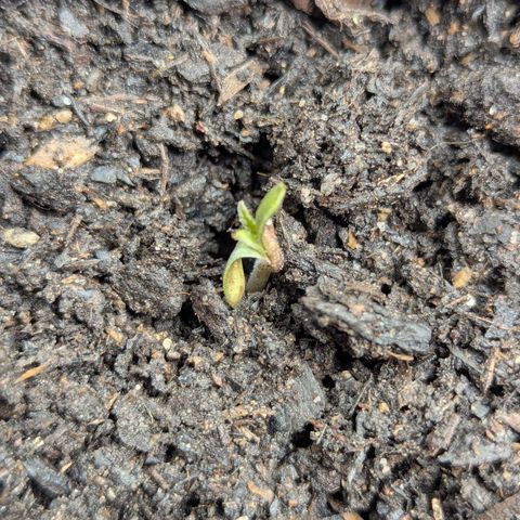 Blue Cheese Automatic growlog timeline photo