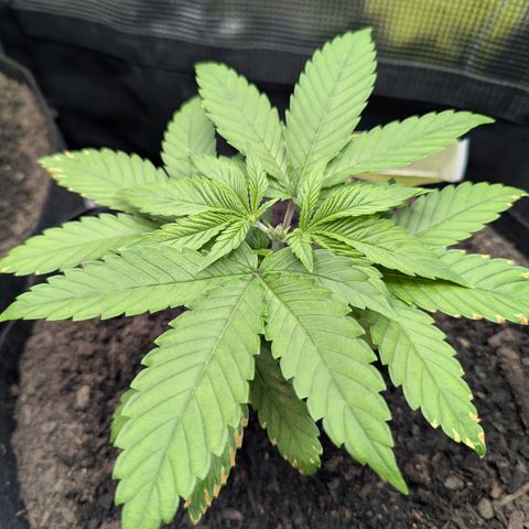 Royal Cheese growlog timeline photo