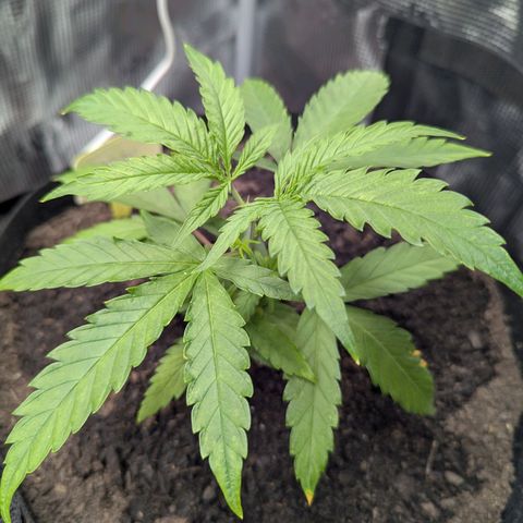 Special Kush #1 growlog timeline photo