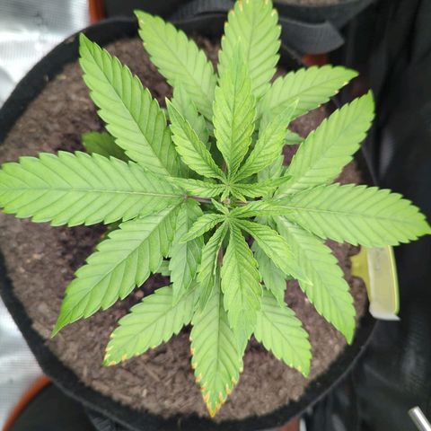 Royal Cheese growlog timeline photo