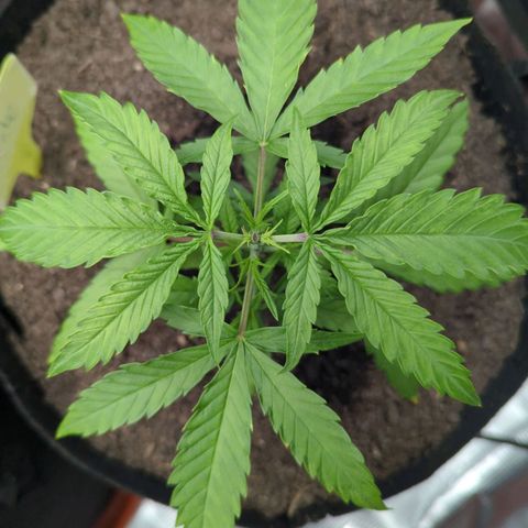 Special Kush #1 growlog timeline photo