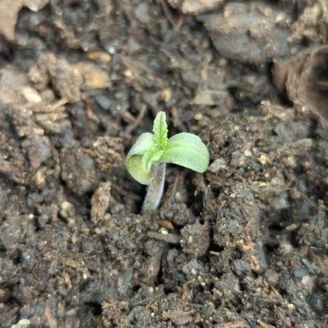 Blue Cheese Automatic growlog timeline photo