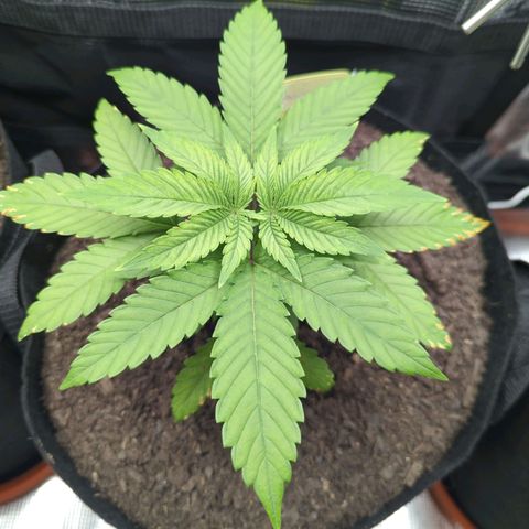 Royal Cheese growlog timeline photo