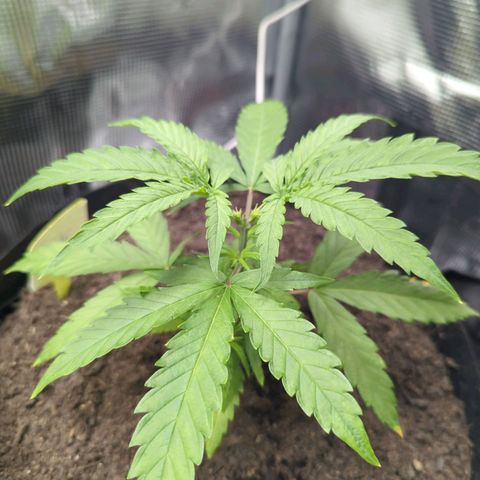 Special Kush #1 growlog timeline photo
