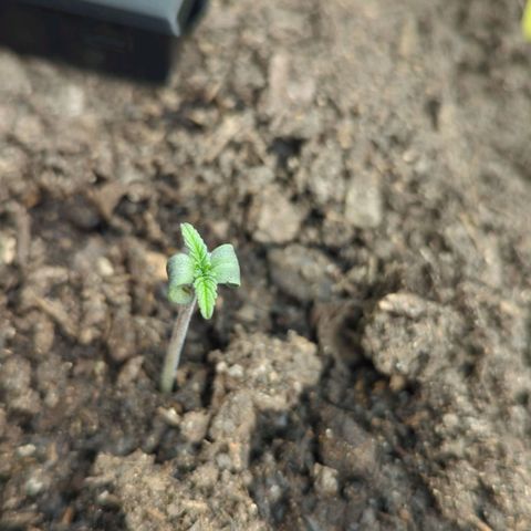 Blue Cheese Automatic growlog timeline photo