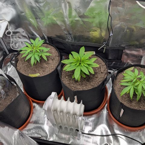 Blue Cheese Automatic growlog timeline photo