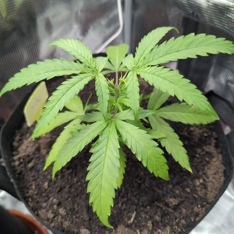 Special Kush #1 growlog timeline photo