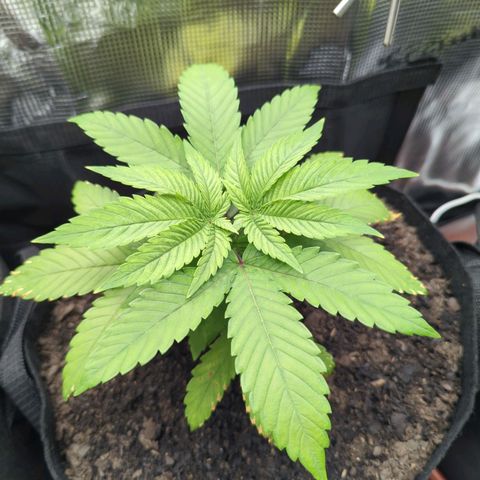 Royal Cheese growlog timeline photo