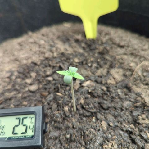 Blue Cheese Automatic growlog timeline photo
