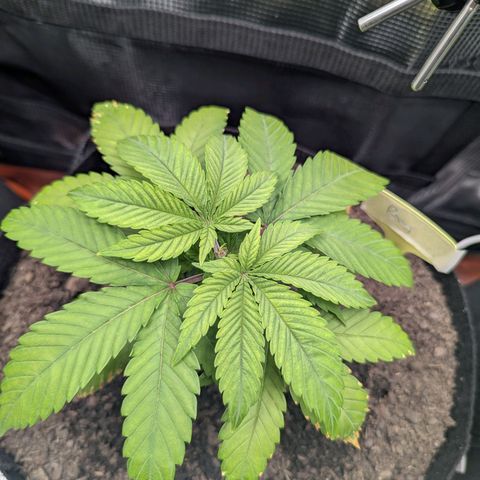 Royal Cheese growlog photo: After feed