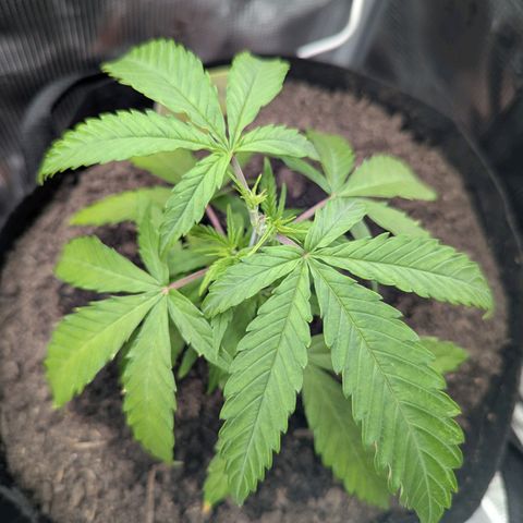 Special Kush #1 growlog timeline photo