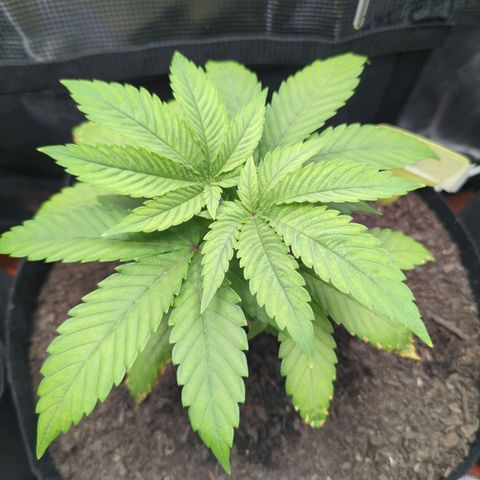 Royal Cheese growlog timeline photo