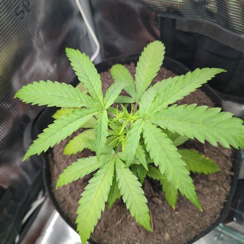 Special Kush #1 growlog timeline photo