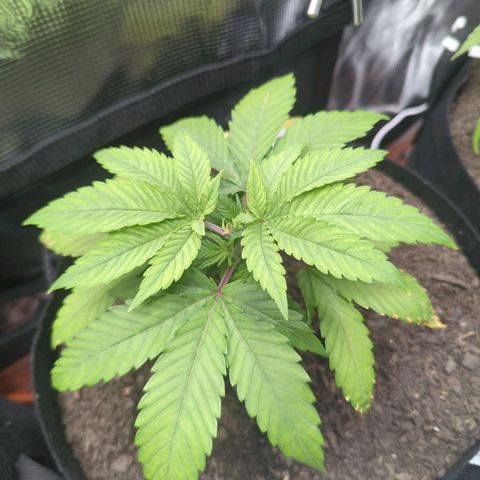Royal Cheese growlog timeline photo