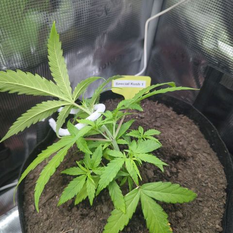Special Kush #1 growlog timeline photo