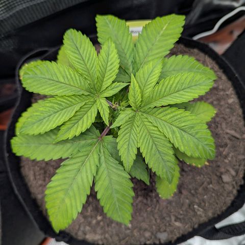 Royal Cheese growlog timeline photo