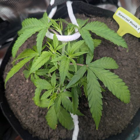 Special Kush #1 growlog timeline photo